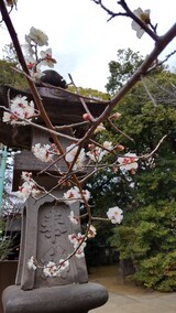 20220202氷川神社の梅の花01_コピー