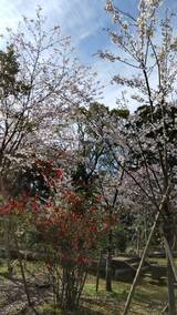 氷川神社の桜20220401‗01_コピー